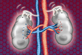 Artwork for Adrenal Boost